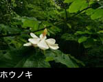 無料写真素材 ホウノキ 花