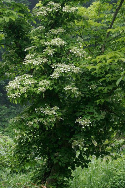ツルアザジサイ 森林　ツル植物　無料写真素材　画像8