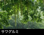 サワグルミの実 無料写真素材