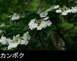 カンボク 初夏の森林に咲く白い花 フリー写真素材