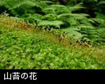 山苔むす森林 苔の花