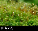 苔の花