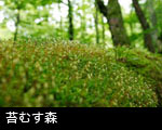 山苔むす森林