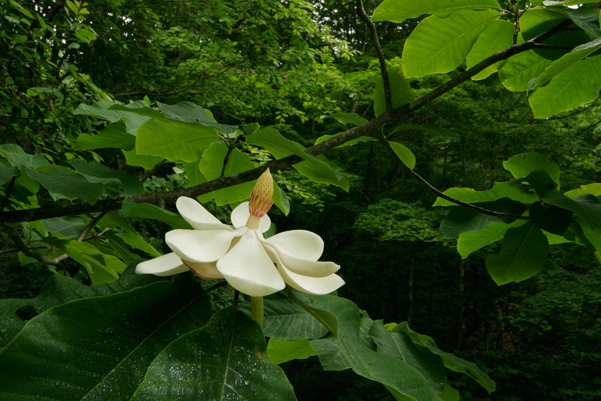 a5-1117　ホウノキの花1