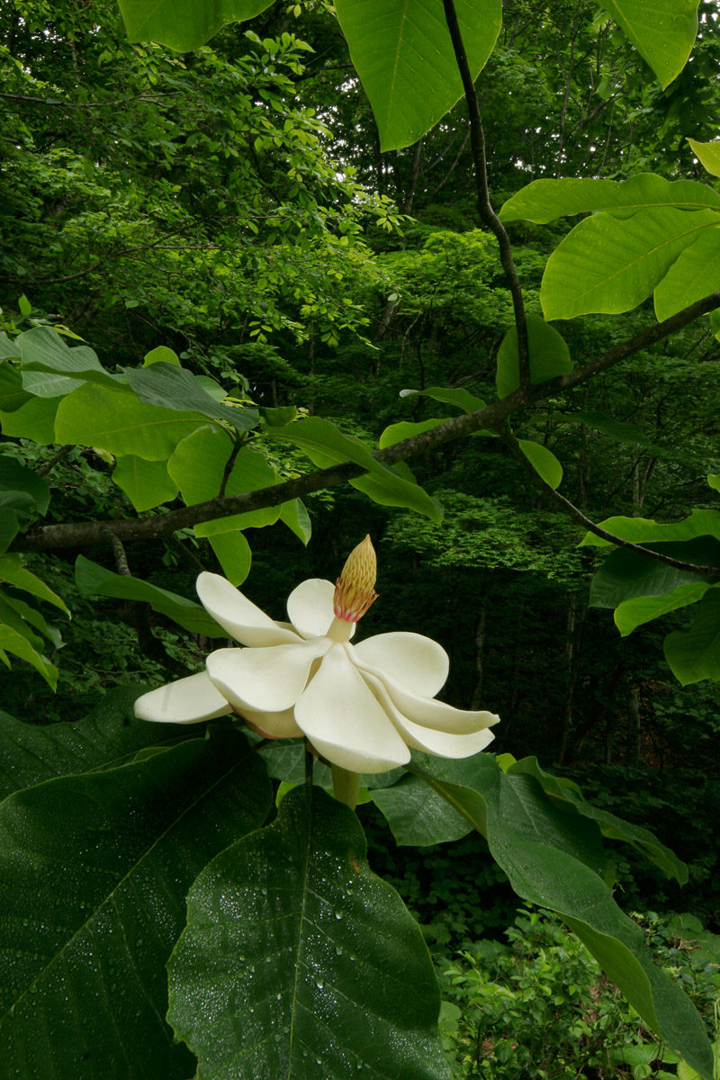 a5-1121　ホウノキの花2