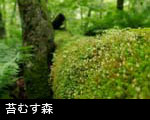 苔むす森