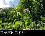無料写真素材「ヨツバヒヨドリ」