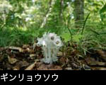 「ギンリョウソウ」無料写真素材