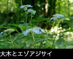 無料写真素材 山アジサイ（エゾアジサイ ）