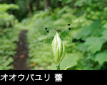 山野草オオウバユリ蕾み 無料写真素材
