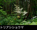 トリアシショウマ 夏の山野草 白い花 フリー写真素材