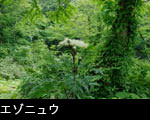 秋に森林山野に咲くエゾニュウの花 画像 無料写真素材