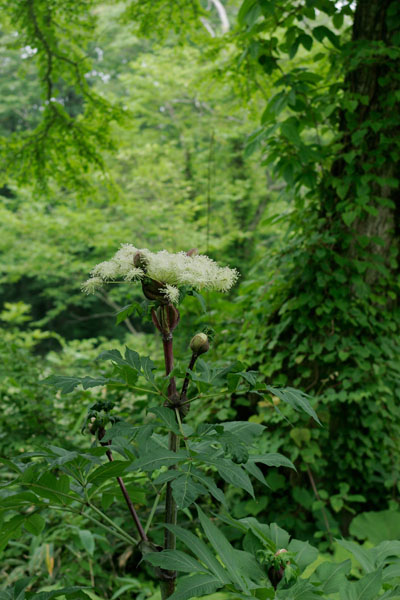 エゾニュウ 大きな秋の山野草 無料写真素材　