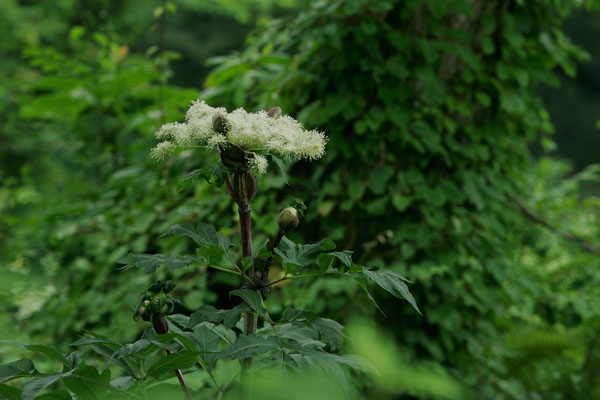 エゾニュウ　秋 大型の山野草 無料写真素材　 画像3