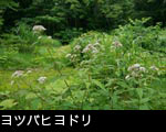 ヨツバヒヨドリ 花期7ー9月 