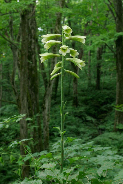 夏の山野草「オオウバユリ」無料写真素材