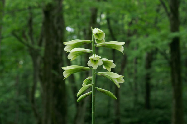 オオウバユリ 山地森林7月8月 薄い黄緑色の花 大型のユリ フリー写真素材 画像2