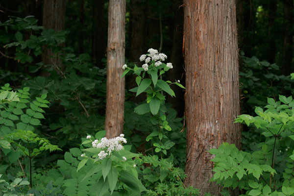 夏から秋の山野草「ヨツバヒヨドリ 」画像2　 無料写真素材