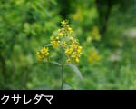 クサレダマ 夏の山野草 壁紙 無料写真素材