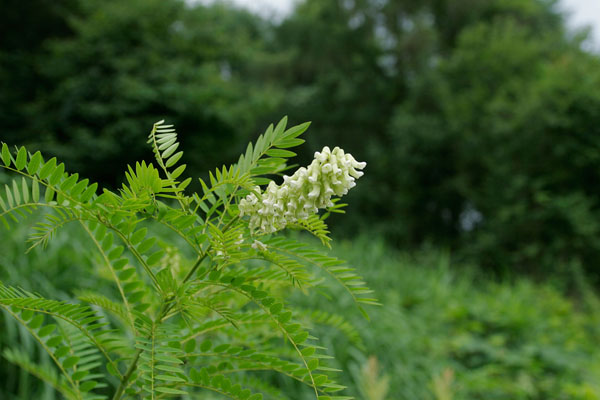 クララ 山地 草原 6月7月茎の先 総状 薄黄緑 花 オオルリシジミ 無料写真素材フリー