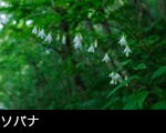 ソバナの花 森林 山野草 画像 無料写真素材