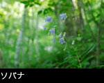 山野草 ソバナ フリー写真素材