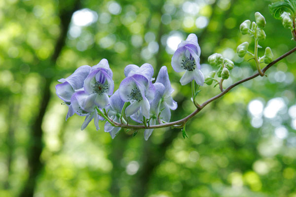 秋の山野草「トリカブト」の花　無料写真素材　画像2
