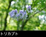 とりかぶとの写真、フリー写真素材
