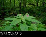 秋の森林山野で咲くピンクの花「ツリフネソウ」無料写真素材
