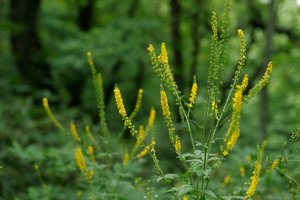キンミズヒキ 花 山地草原 茎先に穂状に黄色の花多数 夏秋 山野草 無料写真素材 画像1
