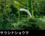 サラシナショウマ、無料写真素材ストックフォト