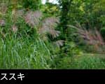 「ススキ」秋の七草 無料写真素材