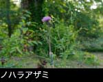 秋の山野草、ノハラアザミ 無料写真素材