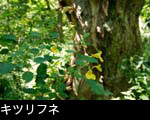 キツリフネ 画像 写真 フリー素材