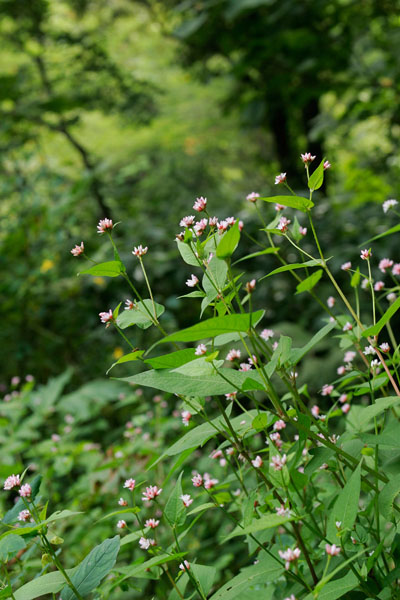 「ミゾソバ」 秋の草花　野草　フリー写真素材　画像2