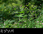 無料写真素材ストックフォト「ミゾソバ」