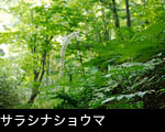 フリー写真素材 秋の山野草、草花「サラシナショウマ