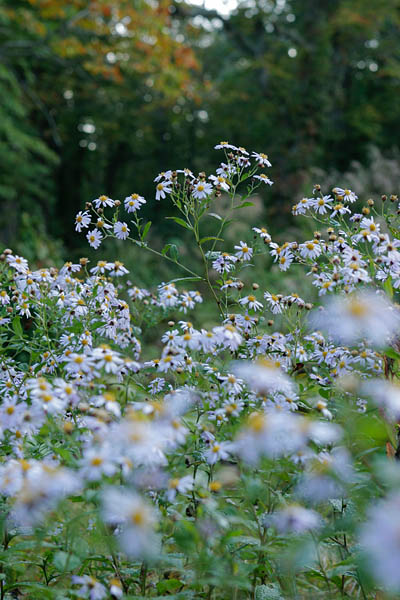 ノコンギク 秋の山野 薄紫の小菊 フリー写真素材　画像1