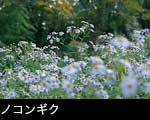 無料写真素材、秋の森林、山野に咲く薄紫の花「ノコンギク」