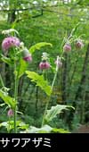秋の山野草、サワアザミの花 無料写真素材