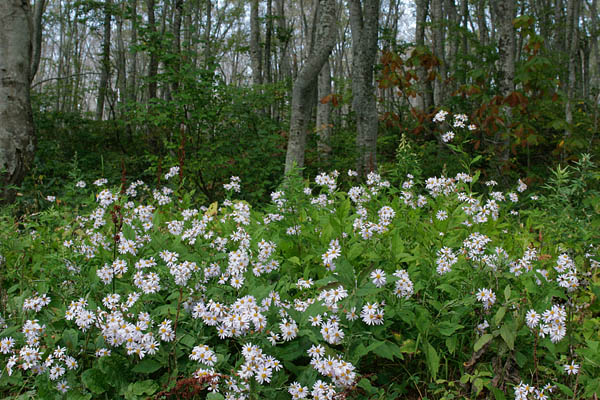 晩秋の森林風景 小さな白い菊の花 フリー写真素材 画像4