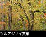 ツルアジサイ黄葉 フリー素材
