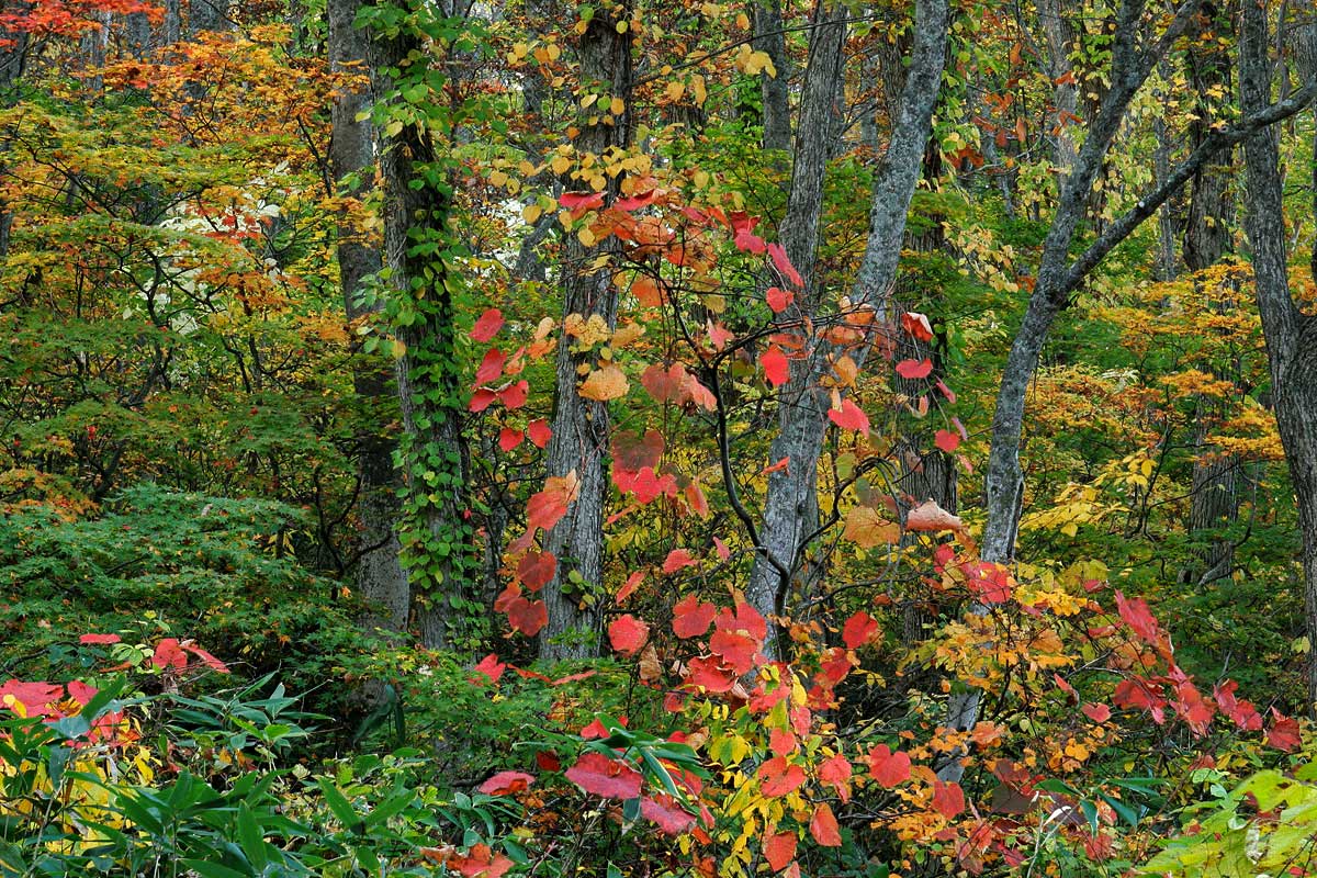 ak1-4397　 紅葉 黄葉の森　ブナの森ヤマブドウの紅葉