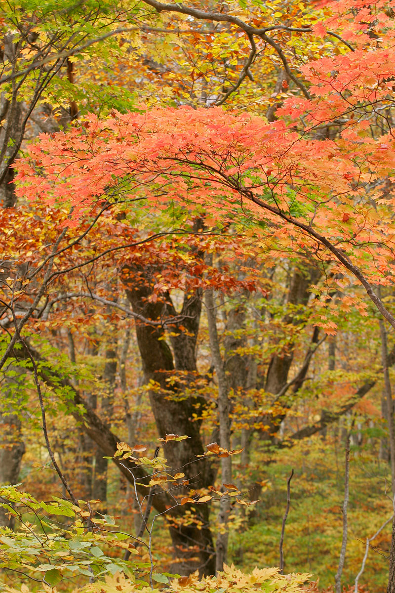 ak1-4541　 紅葉 黄葉の森　ハウチワカエデ 紅葉2