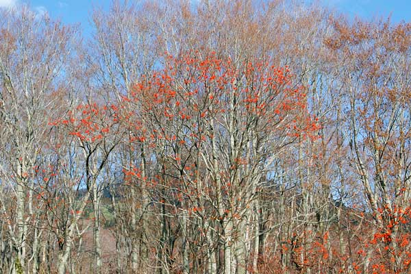 葉を落とした山地で赤い実をつけるナナカマド 晩秋 画像2 無料写真素材