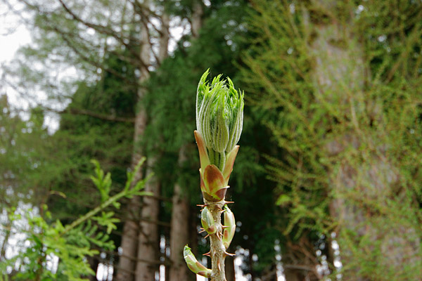 タラの芽　山菜　若葉　画像　芽吹きの森　無料写真素材 フリー