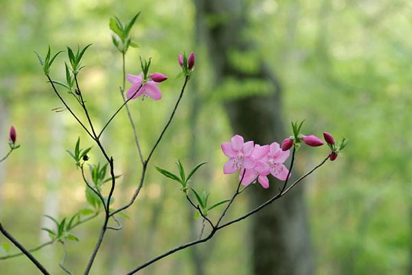 「花ざかりの森」