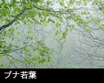 ブナ若葉