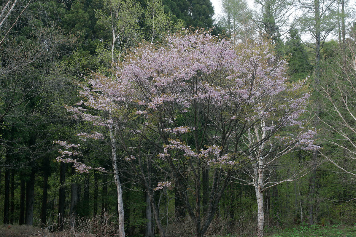 b18-1140　オオヤマザクラの花1
