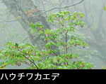 ハウチカエデ若葉